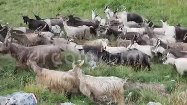 在意大利阿尔卑斯山的草地上放牧的野山羊。 山区自然环境