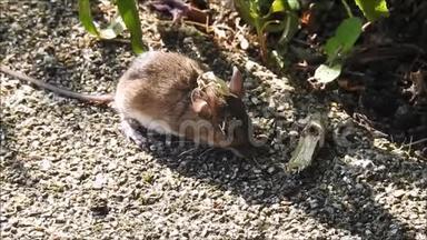 小田鼠在灌木丛中觅食