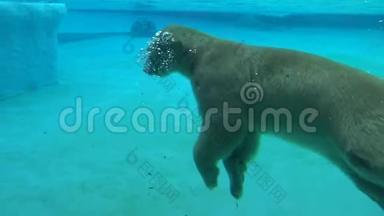 4K，北极熊在动物园里游泳和潜水吃食物