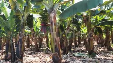 <strong>香蕉种植</strong>园，西班牙加那利群岛特内里费南部的<strong>香蕉</strong>树。 盛开的<strong>香蕉</strong>花。 绿色增长