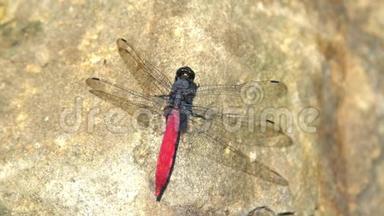 在岩石上的一只红蜻蜓柳叶蛾的特写镜头