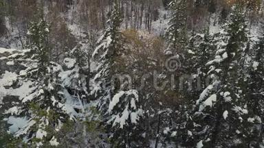 覆盖着雪的高山针叶林.. 冬天的森林