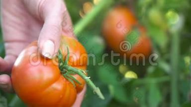 农民手工收获成熟的番茄<strong>果实</strong>。 在花园里收获西红柿。 植物上的成熟番茄<strong>果实</strong>..
