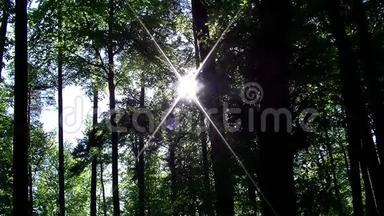 <strong>阳光</strong>透过森林的树木