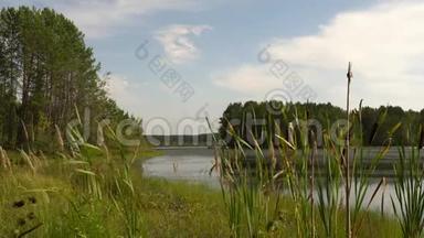 森林湖畔夏日<strong>闷热</strong>中午.. 绿芦苇随风摇近. 平静的夏日风景。 4K视频