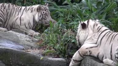 4K白虎躺在动物园的森林里休息