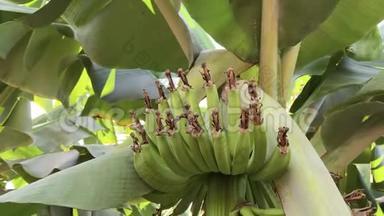 在阳光明媚的日子里种上绿油油的香蕉种植园，在绿色上缓慢地观赏香蕉的叶子和果实