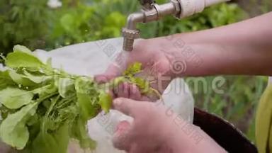 一个女人在从<strong>情节</strong>上的床上摘下的流水下洗衣服。 女人的手和一束绿色植物`特写