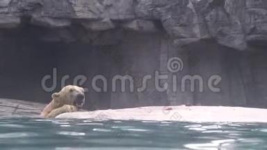 4K，北极熊在动物园的游泳池里吃鱼
