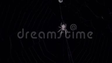 蜘蛛在网中央等待猎物。 晚上在网上爬满了令人毛骨悚然的蜘蛛。 白色蜘蛛在网上爬行