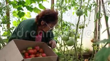 一个女农民在温室里收割。 农夫手里拿着一盒<strong>有机</strong>蔬菜——番茄.. <strong>有机</strong>农场<strong>食品</strong>