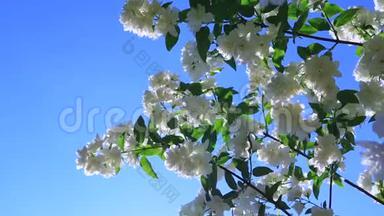 迎春花在花园的风中。 用白色的花在蓝天上特写树枝