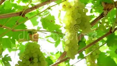 成熟白葡萄无籽葡萄干收获.