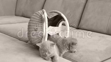 英国短毛小猫躺在沙发上的女包里
