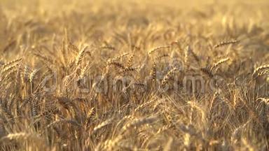 在晴朗的夏日，在平静无风的天气下，成熟的<strong>金色</strong>小<strong>麦穗</strong>。