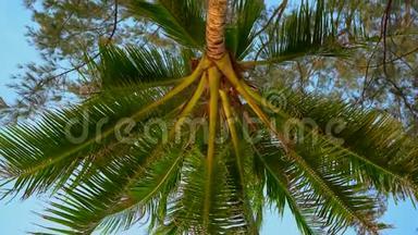 拍摄者躺在热带海滩上仰望棕榈树