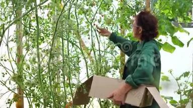 一个女农民在温室里收割。 农夫手里拿着一盒<strong>有机</strong>蔬菜——番茄.. <strong>有机</strong>农场<strong>食品</strong>