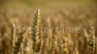 麦穗在金色的田野上