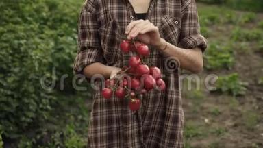 女人的双手握在成熟的樱桃番茄的<strong>手心</strong>，在夕阳的灯光下，在农场里滴着水珠。
