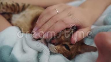一只可爱的孟加拉小猫躺在他的情妇的手上，一只大黑眼睛的猫，一个湿漉漉的温柔的鼻子看着他的情妇。
