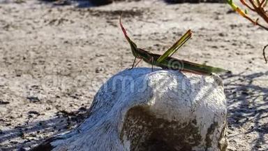 在库亚尔尼茨基河口，一种以裂泥为背景的食肉动物的老头骨上有一种昆虫，