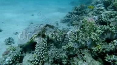 海龟坐在珊瑚礁上，咀嚼柔软的珊瑚。 鹭海龟或碧莎，鹭