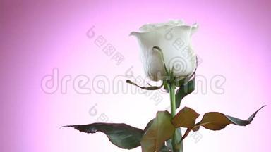 白色玫瑰花旋转近粉色背景。爱的象征。情人卡设计。