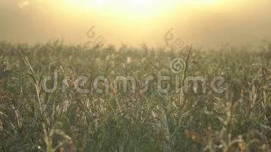 乡村雾状日出。 自然的乡村景象，一片温暖阳光的田野。 夏日黎明的概念