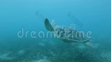 大海龟在蓝水中游泳，底部长满了海草。 绿海龟，切洛尼亚。