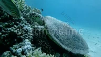 海龟坐在珊瑚礁上，吃软珊瑚。 鹭海龟或鹭海龟