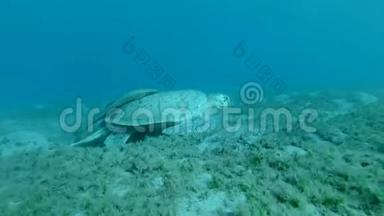 大海龟游到水面，吸两口气，潜入海底。 绿海龟，切洛尼亚。