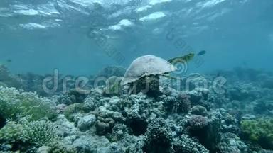 慢动作，海龟在水面下慢慢游过顶部的珊瑚礁。 鹭海龟，鹭..