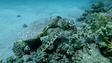 慢动作，海龟坐在珊瑚礁上，吃软珊瑚.. 鹭海龟或碧莎，鹭