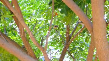 公园树枝上有鳞翅目鸟