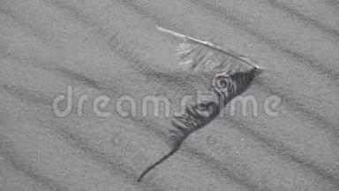 鸟海鸥孤独的羽毛在沙滩上沙沙作响，沙沙作响