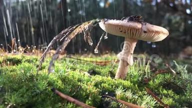 一种有毒的真菌，在一个雨天接近野生山上，<strong>水滴</strong>慢慢地从山上<strong>落下</strong>