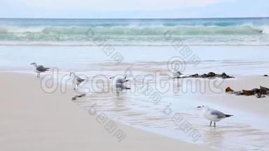 在开普敦的菲什霍克海滩上，海鸥在雨水中饮水和洗涤，流入海洋