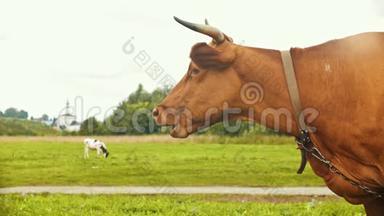 俄罗斯苏兹达尔，一头家养的牛在村子里的田野上吃草
