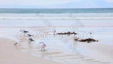 在开普敦的菲什霍克海滩上，海鸥在雨水中饮水和洗涤，流入海洋