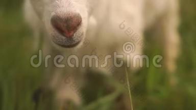 可爱的白羊座在夏日的绿色牧场里展望未来
