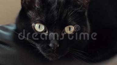 黑猫凝视4KUHD