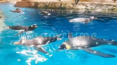 企鹅漂浮在水面上玩耍