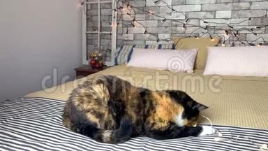 漂亮的深色家猫躺在床上，床上有一条条纹格子，上面装饰着节日的装饰和灯光，咬着一口