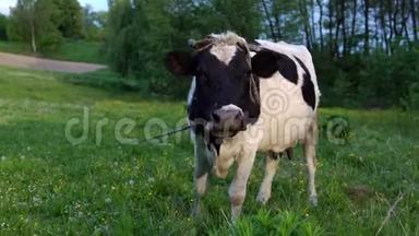 奶牛在阳光明媚的爱的日子里吃草。 农场牛吃草。 靠近荷斯坦牛吃草。 农场牛吃草。