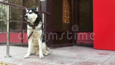 悲伤的黑白狗等待主人附近的商店在城市街道。 主人在买东西的时候，正等着哈士奇的狗拴上皮带