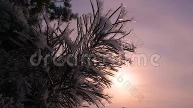 云杉针叶覆盖着海霜，在冬季阳光的背景下，<strong>松枝</strong>的轮廓。 <strong>特写</strong>镜头。 在