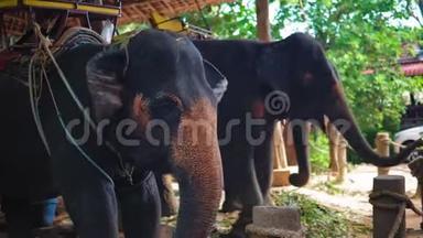 亚洲的大象农场，游客在大象身上穿过丛林。 旅行
