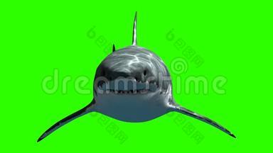 大白鲨巨齿龙慢慢地游到绿色背景上的相机上。 美丽的三维动画与光线和