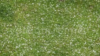 夏季<strong>冰雹</strong>-大<strong>冰雹</strong>落在绿草上。