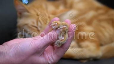 猫`爪子释放爪子在一个女孩的手中玩埃及红猫。 慢动作